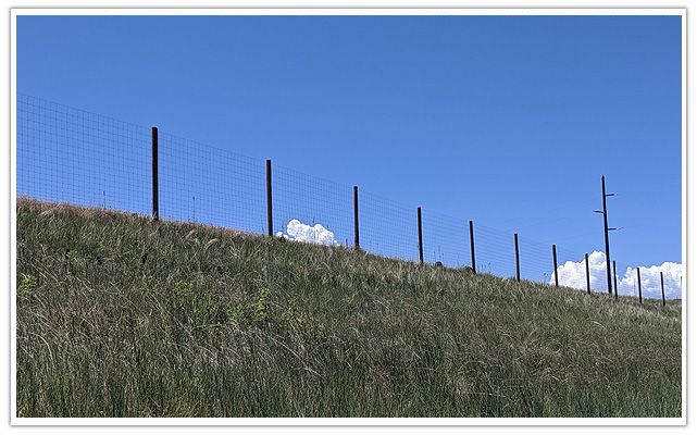 Wheat Ridge Deer fence